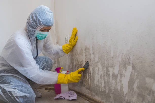 Best Crawl Space Mold Removal  in San Lorenzo, CA