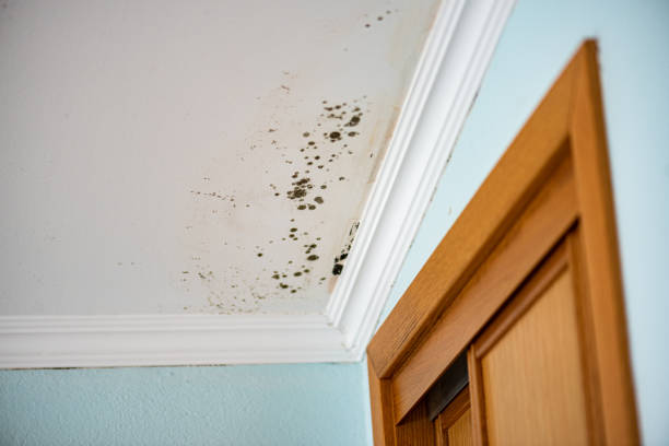 Best Attic Mold Removal  in San Lorenzo, CA