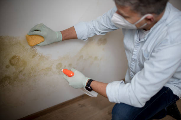 Best Mold Removal Specialists  in San Lorenzo, CA