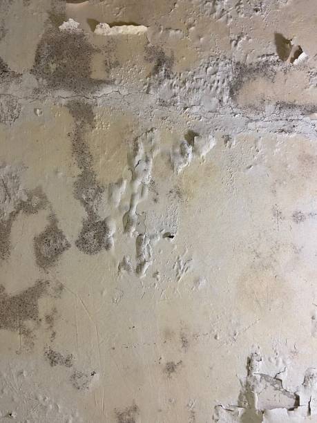 Best Mold Damage Repair  in San Lorenzo, CA