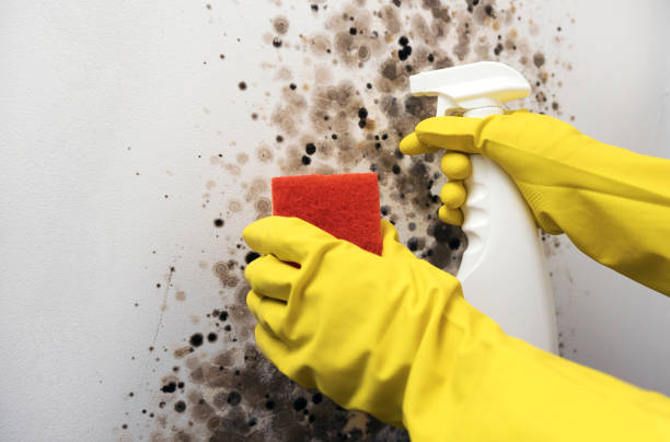 Home Mold Removal in San Lorenzo, CA