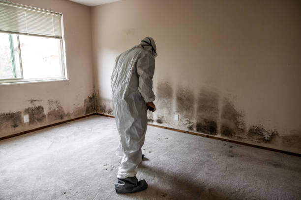 Best Black Mold Removal  in San Lorenzo, CA
