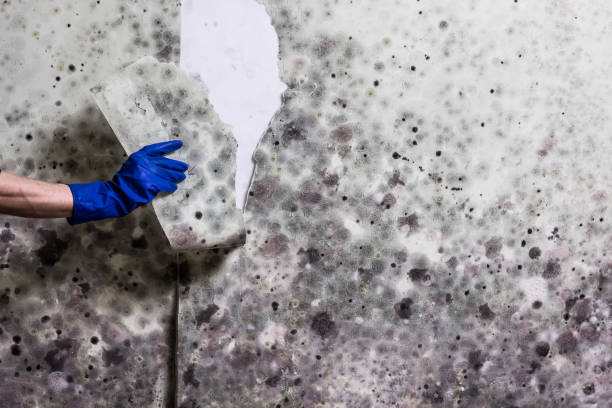 Best Local Mold Removal Service  in San Lorenzo, CA