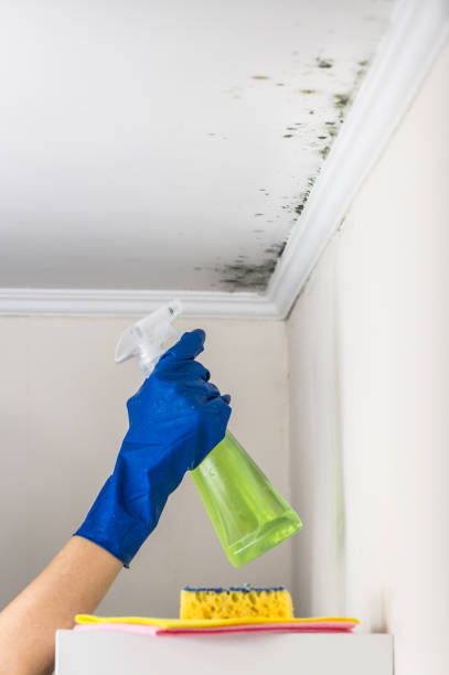 Best Fast Mold Removal  in San Lorenzo, CA